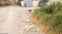 Biləcəridən reportaj: “İlan-qurbağalar doludur, vərəm, xərçəng yayılır” – Video