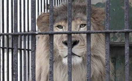 Dəhşətli kadrlar: şir zoopark işçisinin qolunu parçaladı – VİDEO